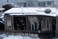 Corea del Sur estudia posibilidad de prohibir carne de perro