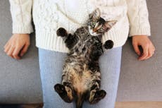 Todos los gatos tienen un “un elemento psicópata”, según nuevo estudio