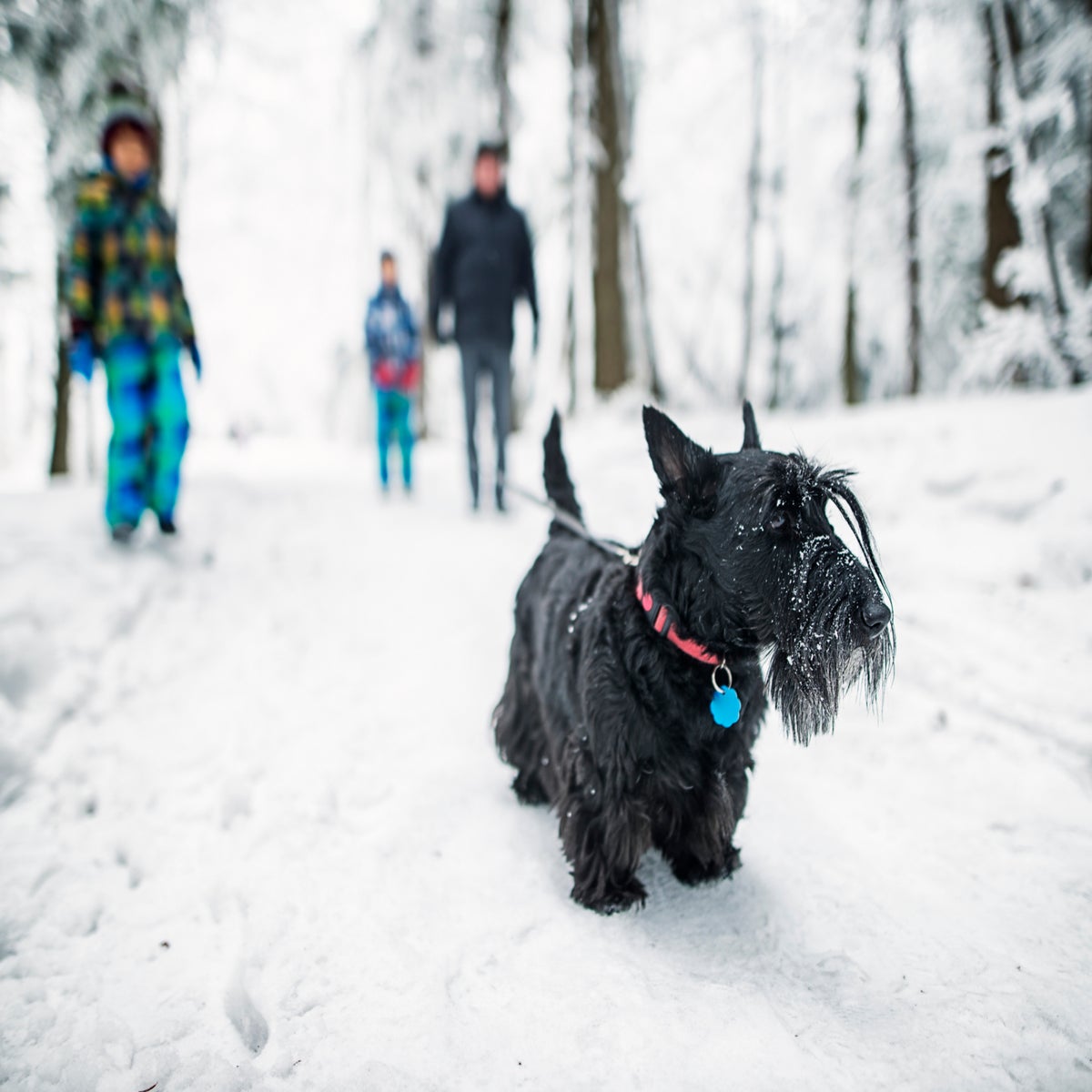 puedo sacar a mi perro a la nieve