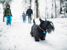 ¿Cómo saber si hace demasiado frío para pasear a tu perro?