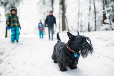 ¿Cómo saber si hace demasiado frío para pasear a tu perro?