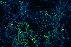 Por primera vez, podremos trazar mapa de las redes de hongos, un “valioso aliado del clima” bajo nuestros pies