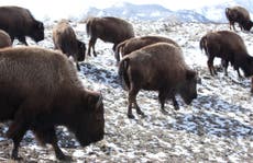 Acuerdan sacrificar entre 600 y 900 bisontes en Yellowstone