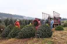 Hay menos árboles de Navidad en EEUU; suben de precio