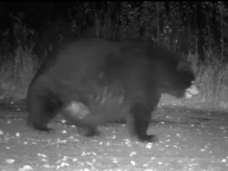 Oso negro inusualmente grande es captado en la cámara de un sendero natural