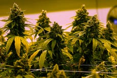 Biden se enfrenta a llamados “urgentes” para conceder indultos en masa para condenas por cannabis
