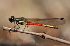 Libélulas en peligro de extinción por desaparición de los humedales del mundo