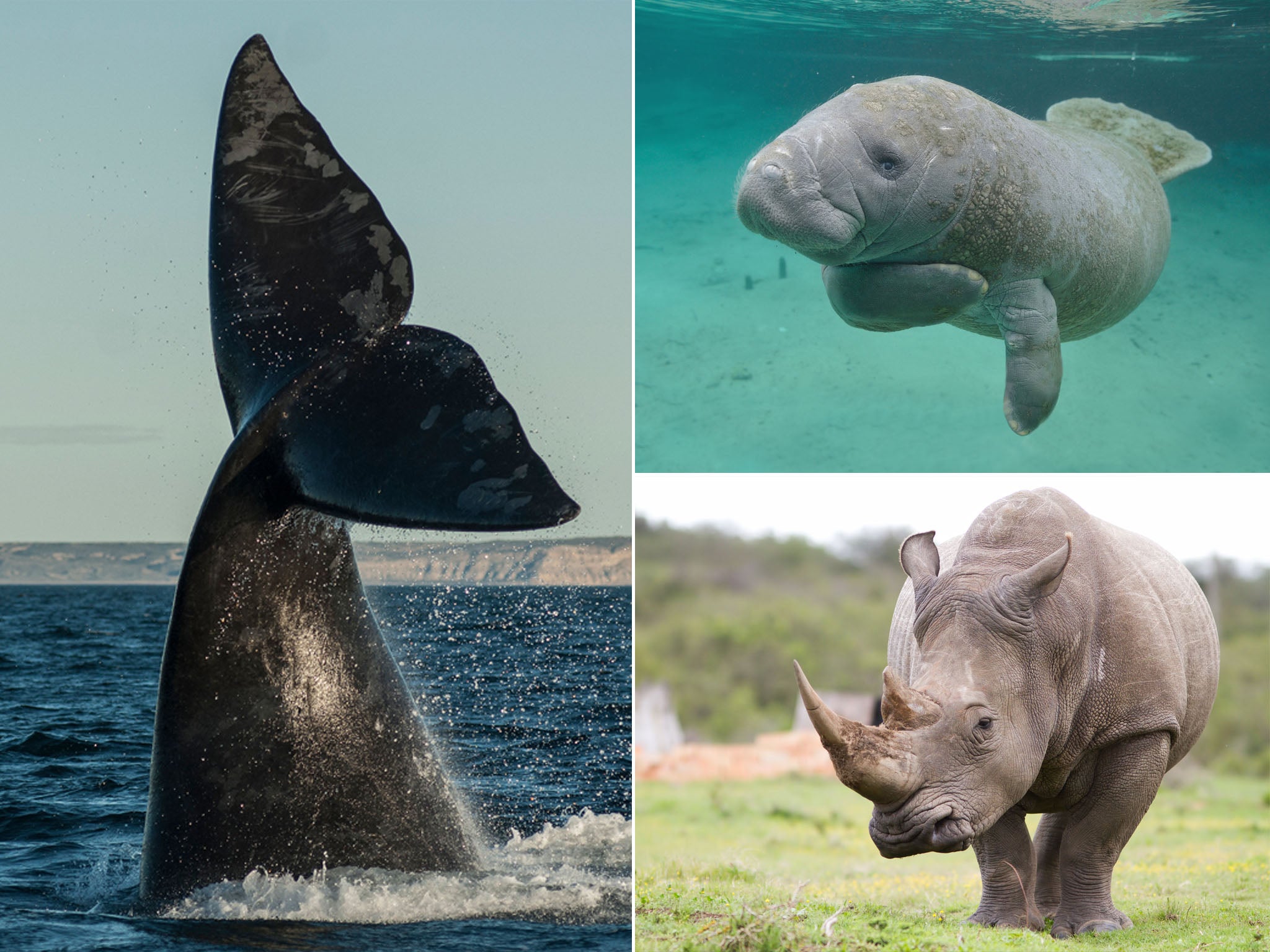 Las ballenas francas del Atlántico Norte, los manatíes de Florida y el rinoceronte blanco se han convertido en víctimas de un clima más cálido