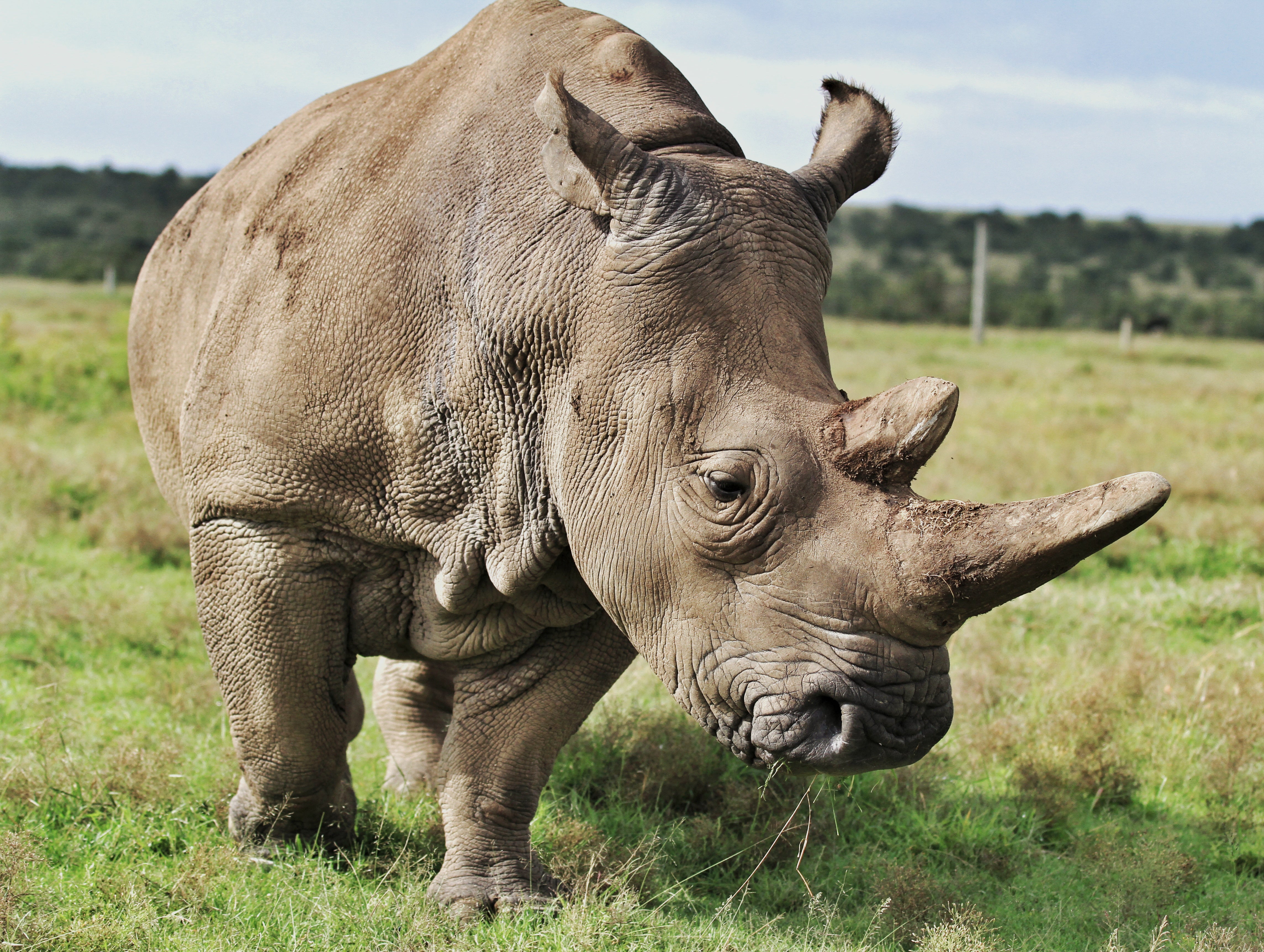 Uno de los últimos rinocerontes blancos del norte que quedan, uno de los animales terrestres más grandes de África. La caza furtiva y los cambios en el hábitat del rinoceronte han hecho que la población casi desaparezca