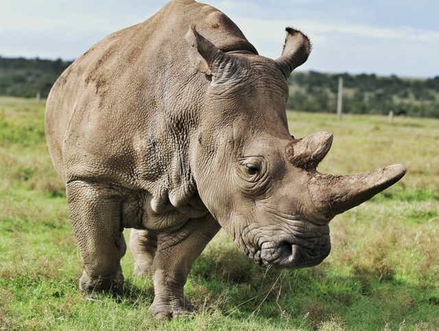 Uno de los últimos rinocerontes blancos del norte que quedan.