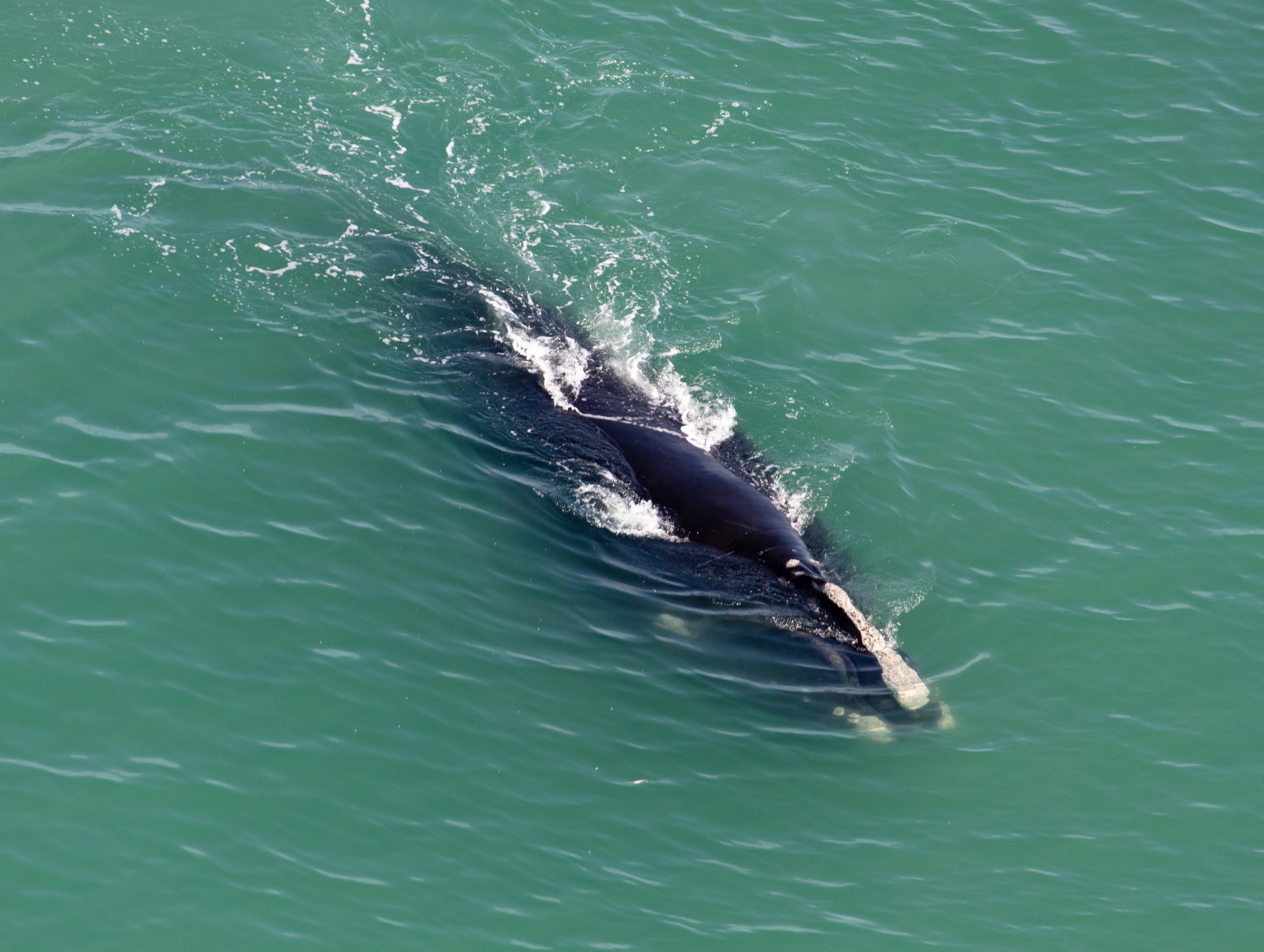 Una ballena franca del Atlántico Norte, de la que quedan menos de 400 ejemplares. El cambio climático y la interferencia humana se han citado como razones del declive de la especie