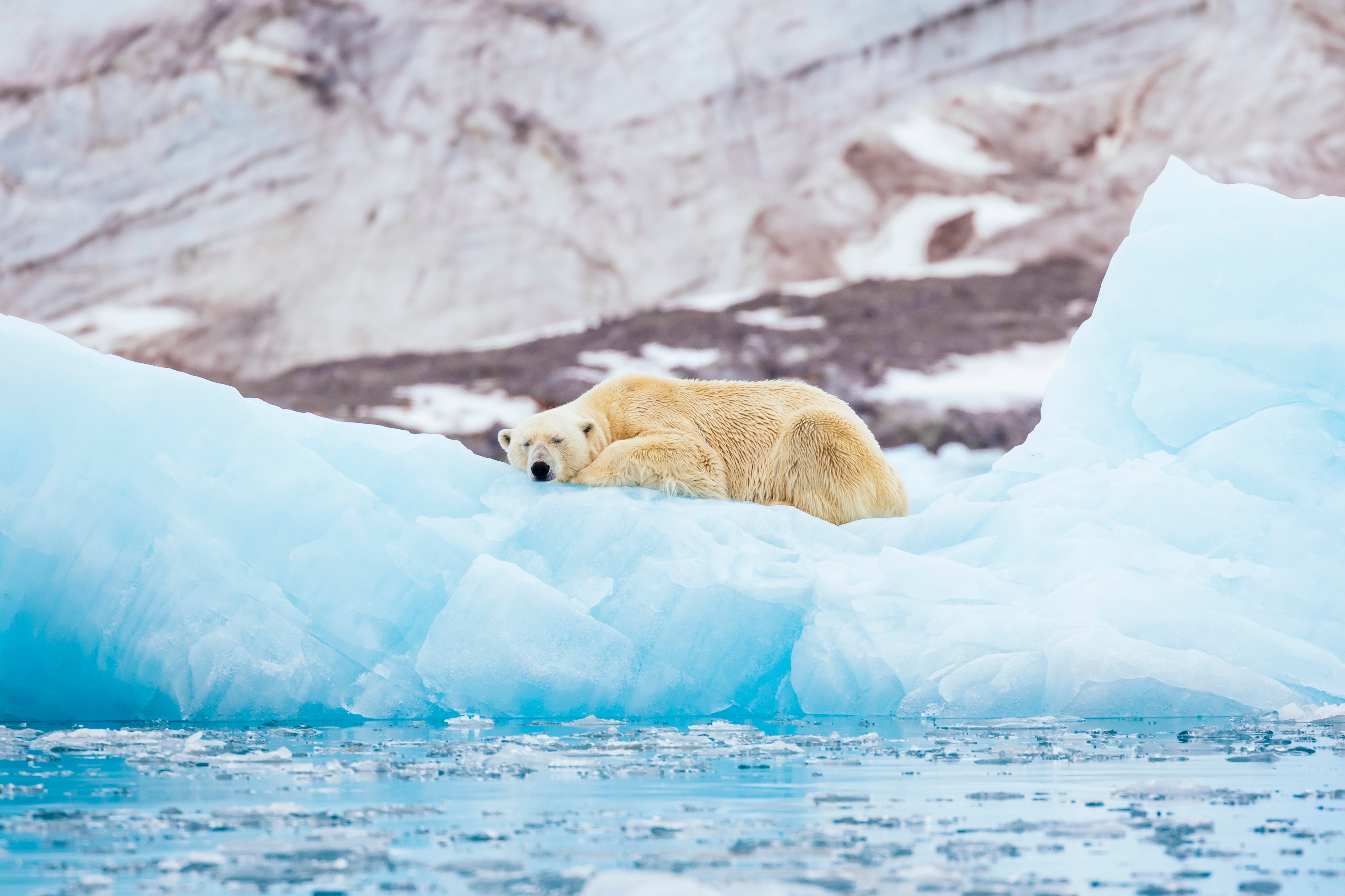 Un oso polar en Svalbard, frente a las costas de Noruega y Rusia, donde el derretimiento del hielo marino ha obligado al depredador a adaptarse rápidamente