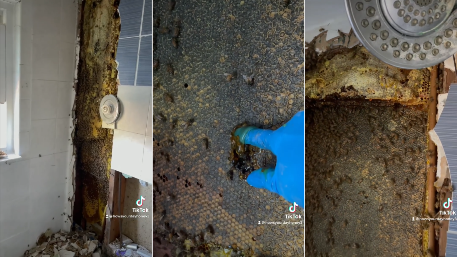 80.000 “amigables” abejas son descubiertas en la pared de una casa durante renovaciones