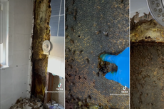 80.000 “amigables” abejas son descubiertas en la pared de una casa durante renovaciones