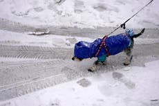 ¿Puede su mascota contraer el COVID-19?