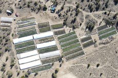 Oregon aprueba recursos contra cultivo ilegal de marihuana