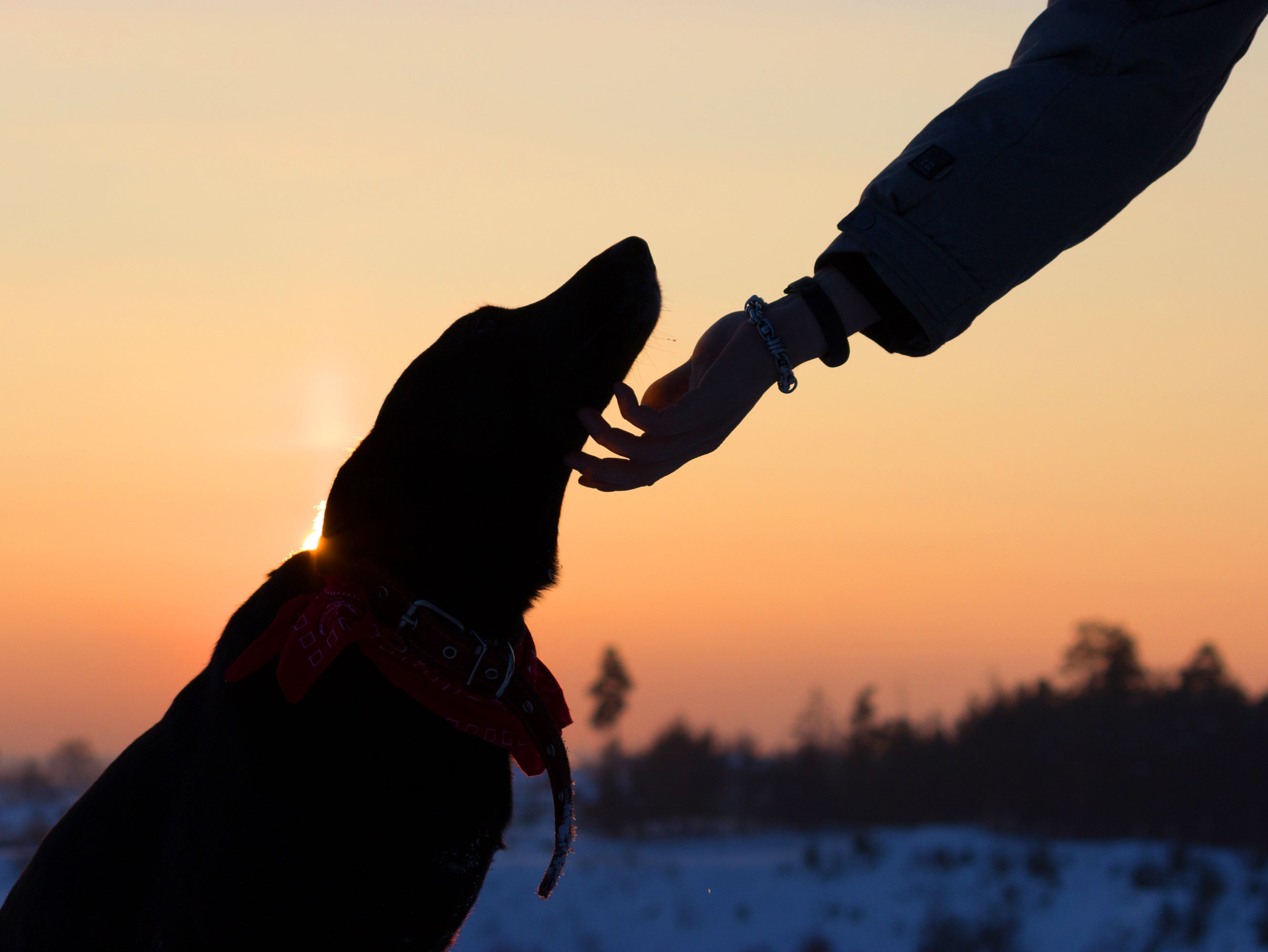 Refugio de perros sin hogar celebra posada navideña para incentivar su adopción