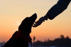 Rescatistas usan una salchicha y un dron para evitar que un perro se ahogue