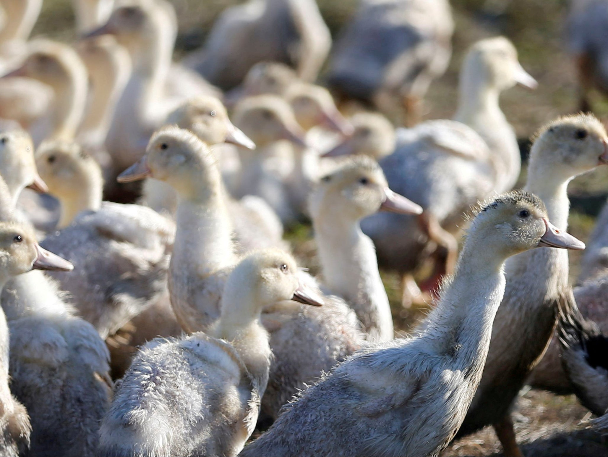 Sacrifican a 28.000 por presunto brote de gripe aviar en Irlanda del Norte