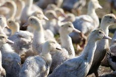 Sacrifican a 28.000 por presunto brote de gripe aviar en Irlanda del Norte