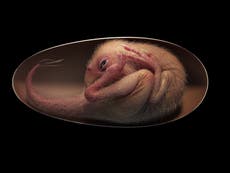 Fósil de dinosaurio “bellamente conservado” dentro de su huevo, revela una postura “parecida a la de un pájaro”