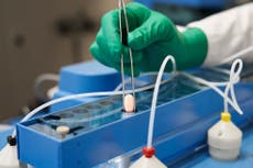 EEUU autoriza píldora de Pfizer contra el COVID-19