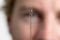 Chip cerebral permite a un hombre paralizado publicar el primer tuit “solo con el pensamiento” de la historia