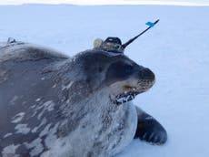 Científicos utilizan focas con sensores para estudiar la Antártida