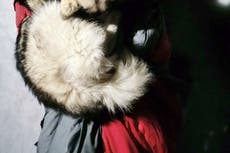 Montañista herido es salvado por perro que se acurrucó sobre él durante 13 horas