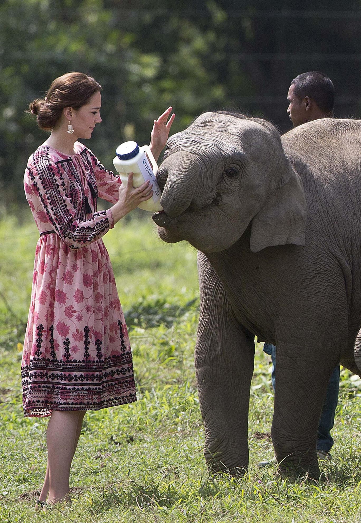 Kate feeds an elephant in India