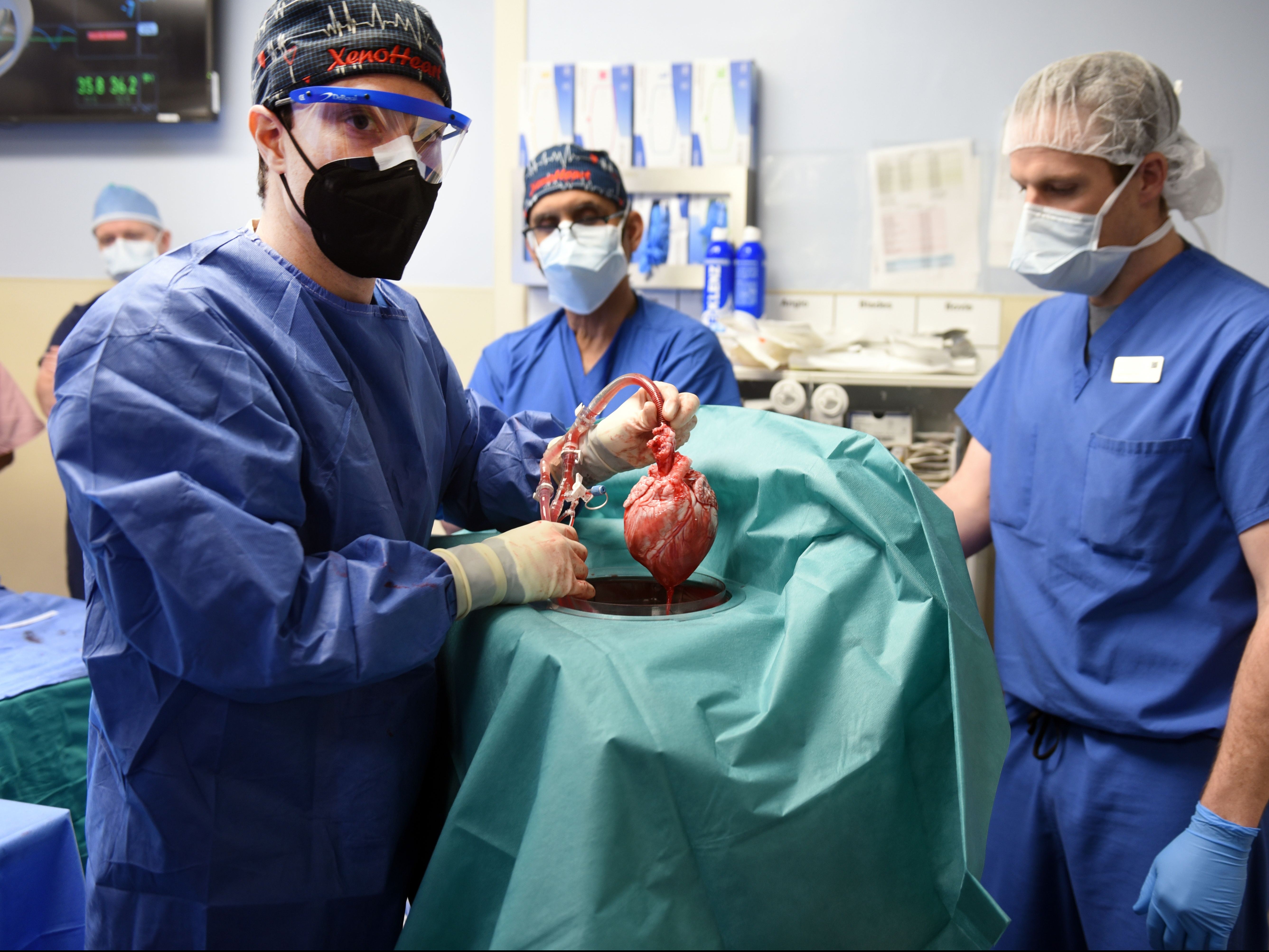 Los cirujanos trasplantan el corazón de un cerdo genéticamente modificado como parte de una operación que salvará vidas
