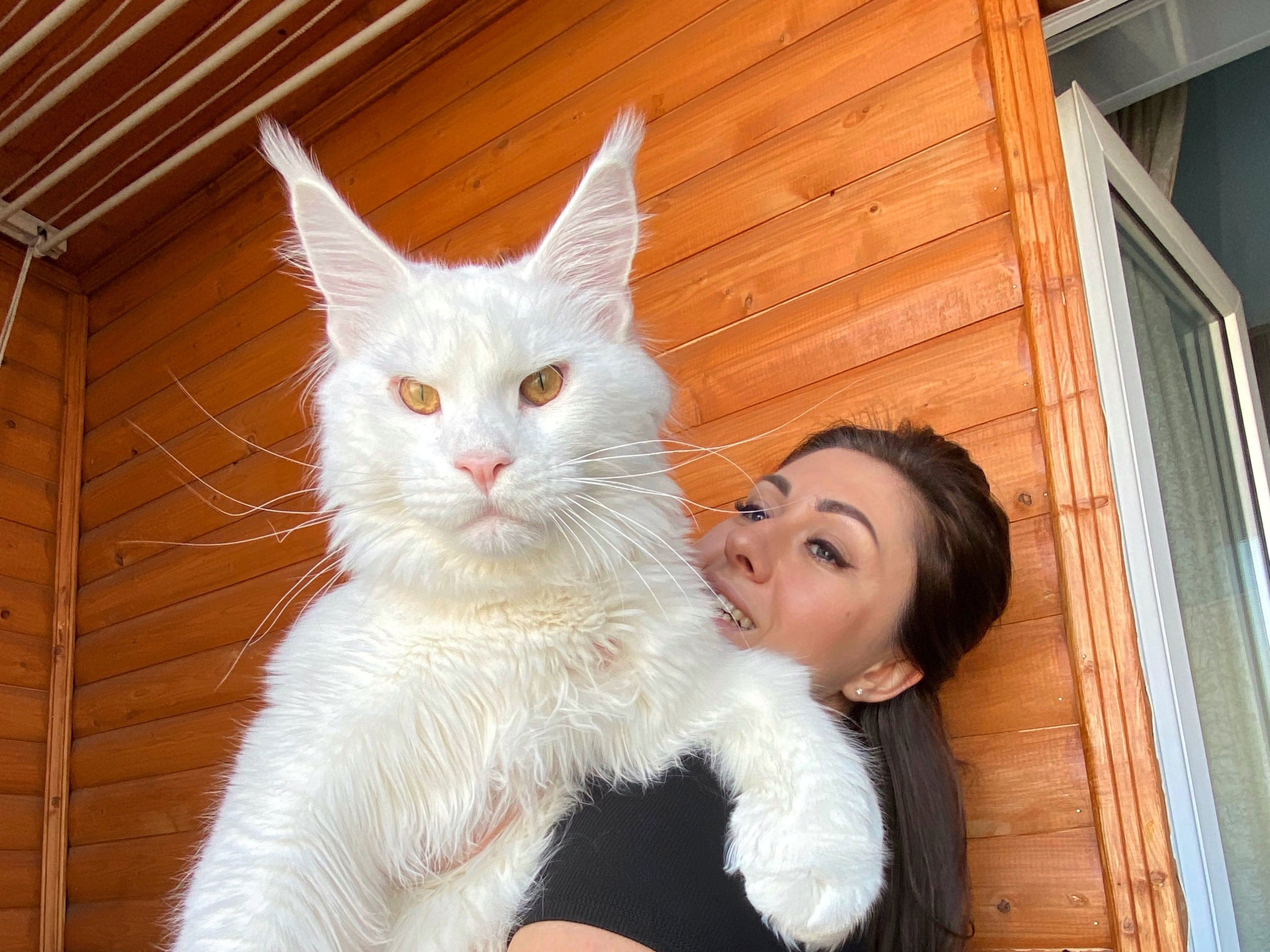 Este Maine Coon es el gato más grande del mundo