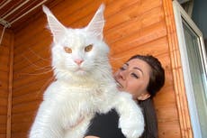 Gatito Maine Coon es tan grande que la gente lo confunde con un perro