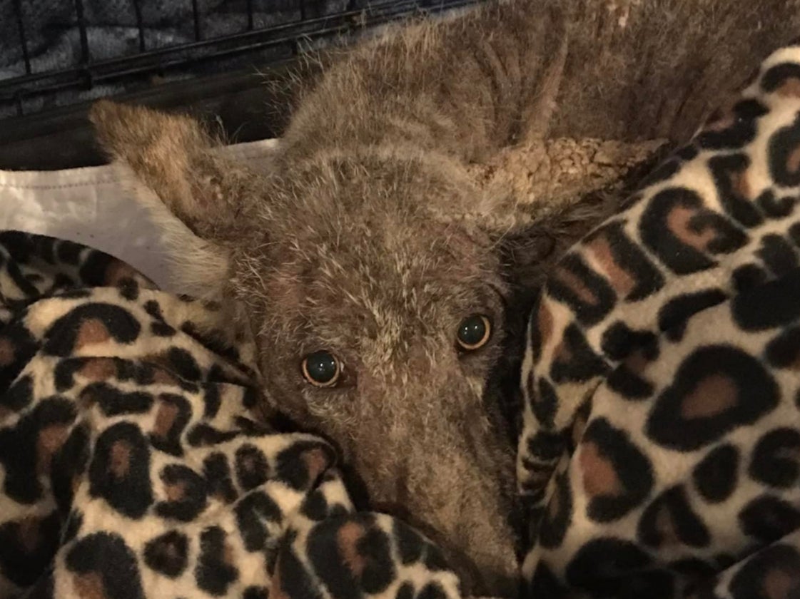 A creature that may be a dog or a coyote lies inside a cage on a pile of blankets. The creature was found by Christina Eyth in Pennsylvania. Experts have not been able to positively identify the animal’s species, but they believe it is a dog.