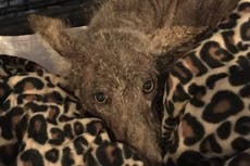 Mujer rescata animal pero nadie sabe qué animal es