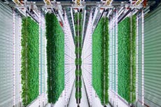 Walmart invertirá en empresa de agricultura vertical