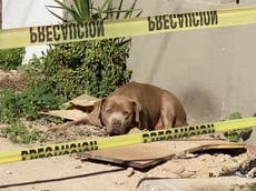 Fotografía del perro de periodista asesinada atrae la atención sobre los brutales crímenes contra el gremio en México