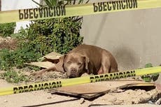 Fotografía del perro de periodista asesinada atrae la atención sobre los brutales crímenes contra el gremio en México