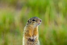 Las ardillas terrestres que hibernan podrían ser clave para mejorar los viajes espaciales