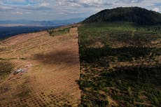 Aguacates, deforestación y cárteles van de la mano en México
