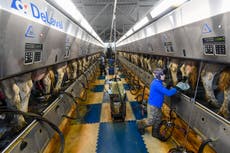 Agricultores piden una reforma migratoria para aliviar escasez de trabajadores y aumento de precios