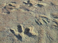 Hallan restos de un dinosaurio carnívoro en Inglaterra; podría ser el más grande conocido en Europa