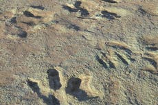 Dañan huellas de dinosaurios después de que vehículo de construcción condujera “directo sobre” sitio histórico