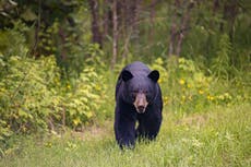 Hombre se suicida después de matar a tiros a su hermano por error mientras apuntaba a un oso