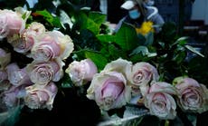 Toneladas de flores ecuatorianas no llegarán a San Valentín