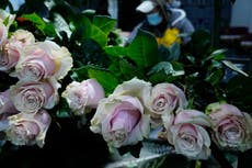 Toneladas de flores ecuatorianas no llegarán a San Valentín