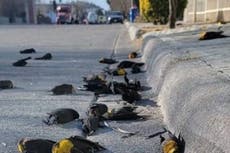 Imágenes escalofriantes muestran a bandada de mirlos que caen misteriosamente muertos en calle de México