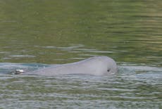 Muere el último delfín de agua dulce en noroeste de Camboya