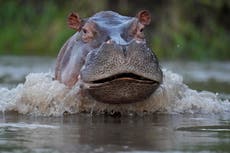 "No los maten": así defienden a hipopótamos de Pablo Escobar