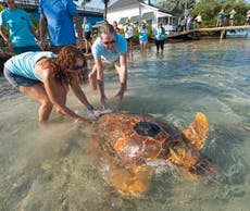 Florida: Liberan en los cayos a tortuga marina rehabilitada